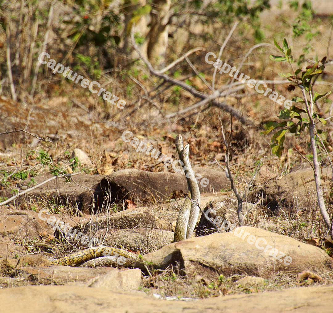 Two Cape cobras in the desert
